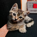 musica&gatos